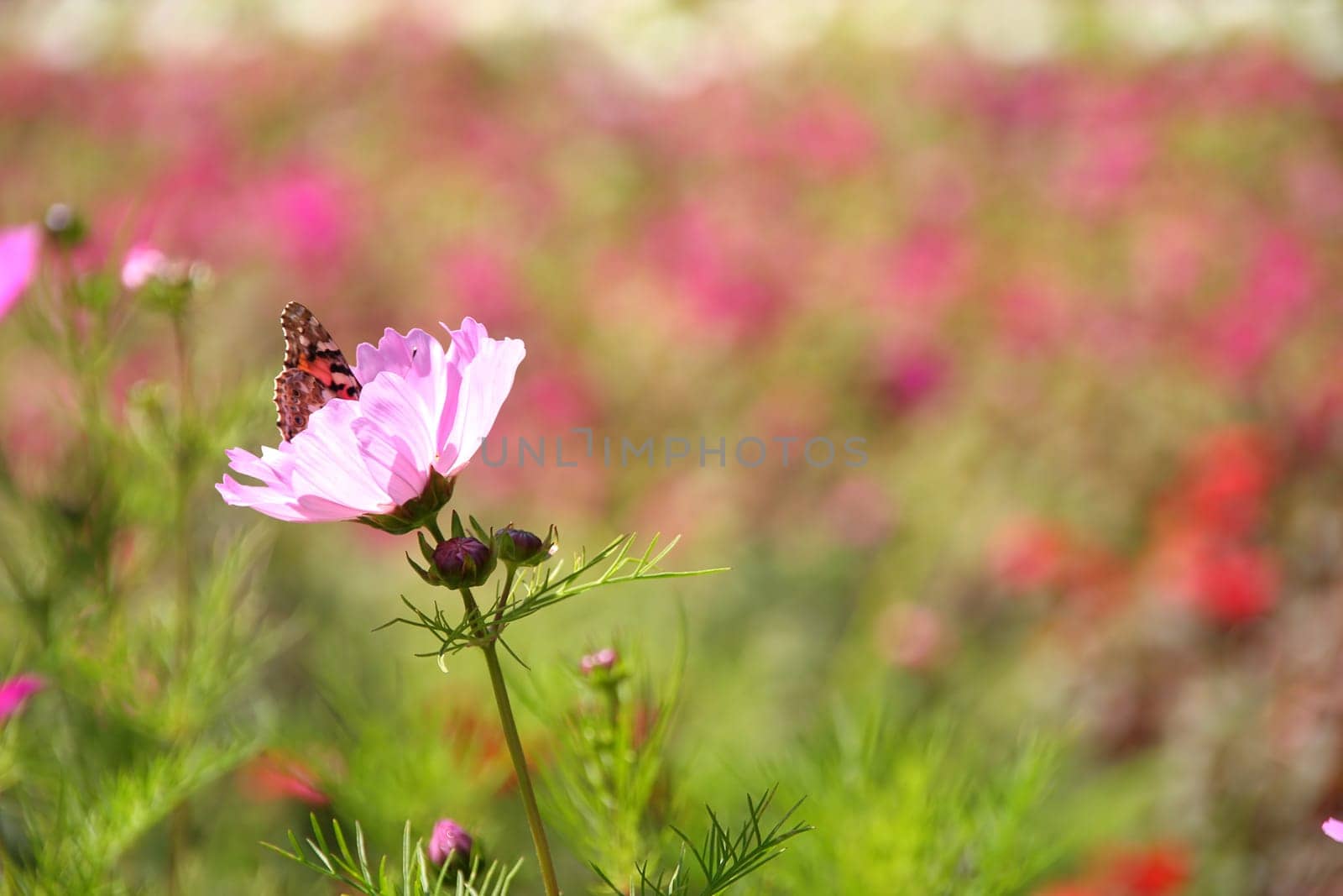 Cosmos flower and butterfly