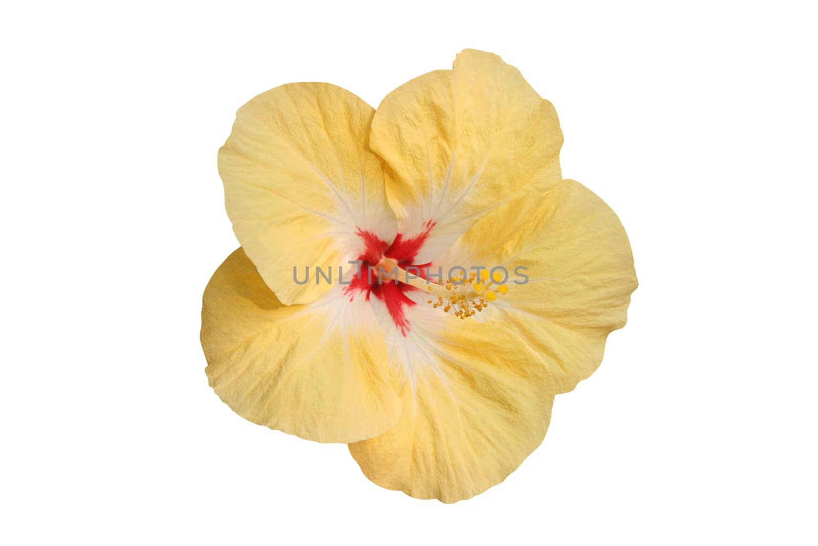 Hibiscus flower