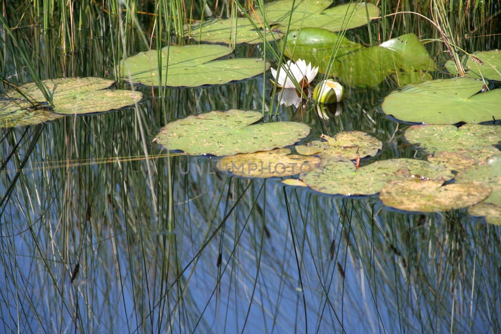 Water lily reflection