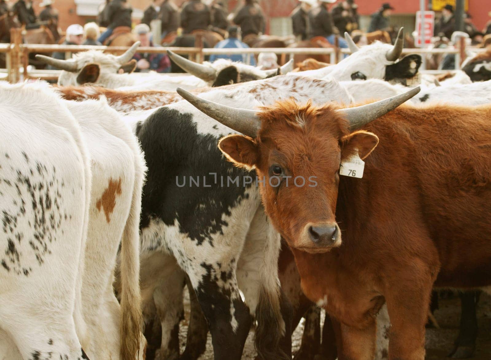 Herd of cattle