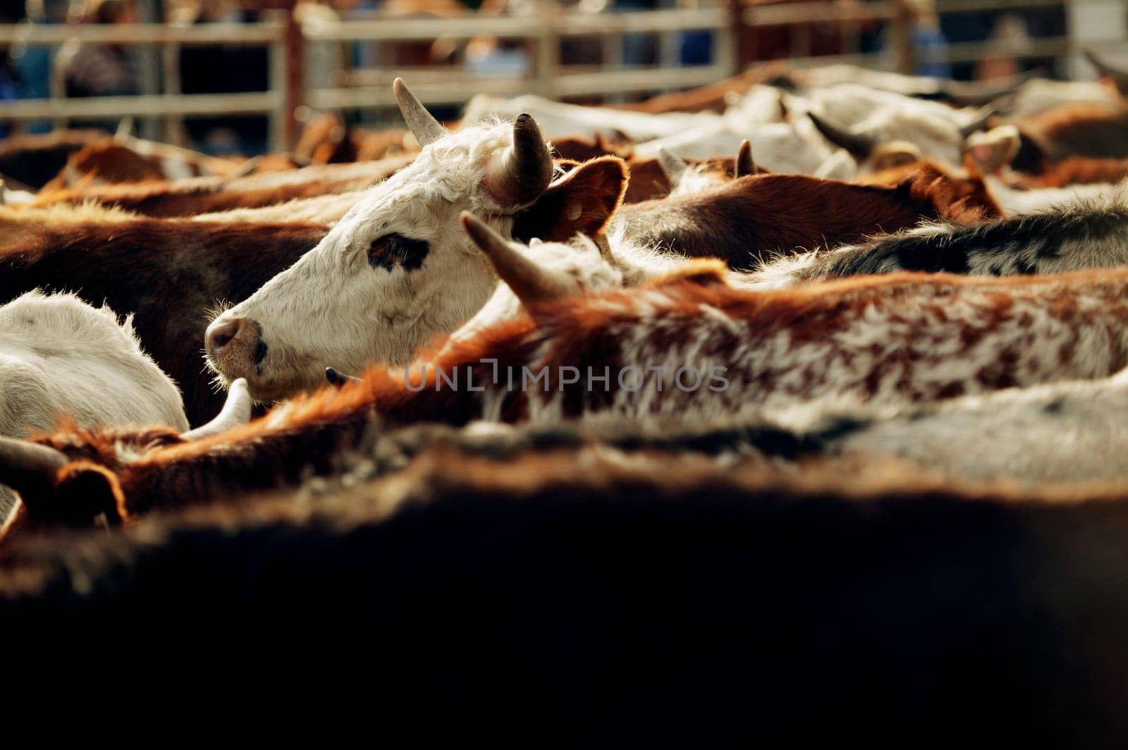 Herd of cattle