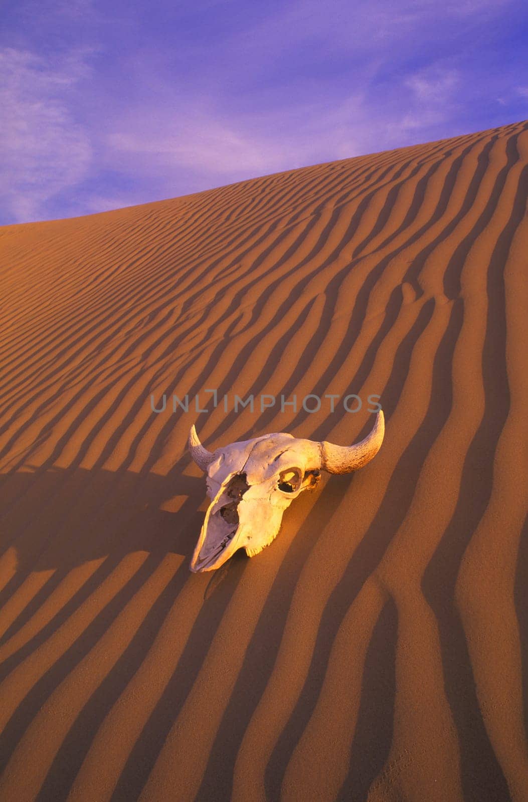 Skull in desert