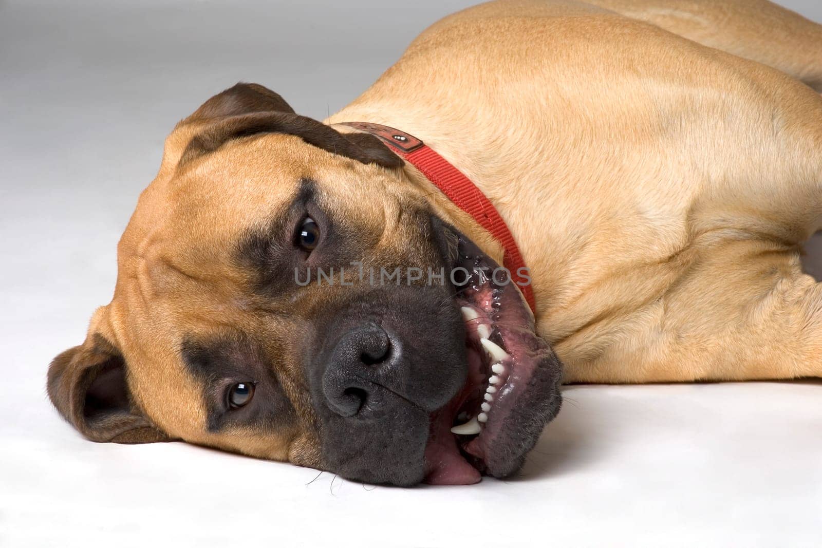 Close up of Bull Mastiff dog