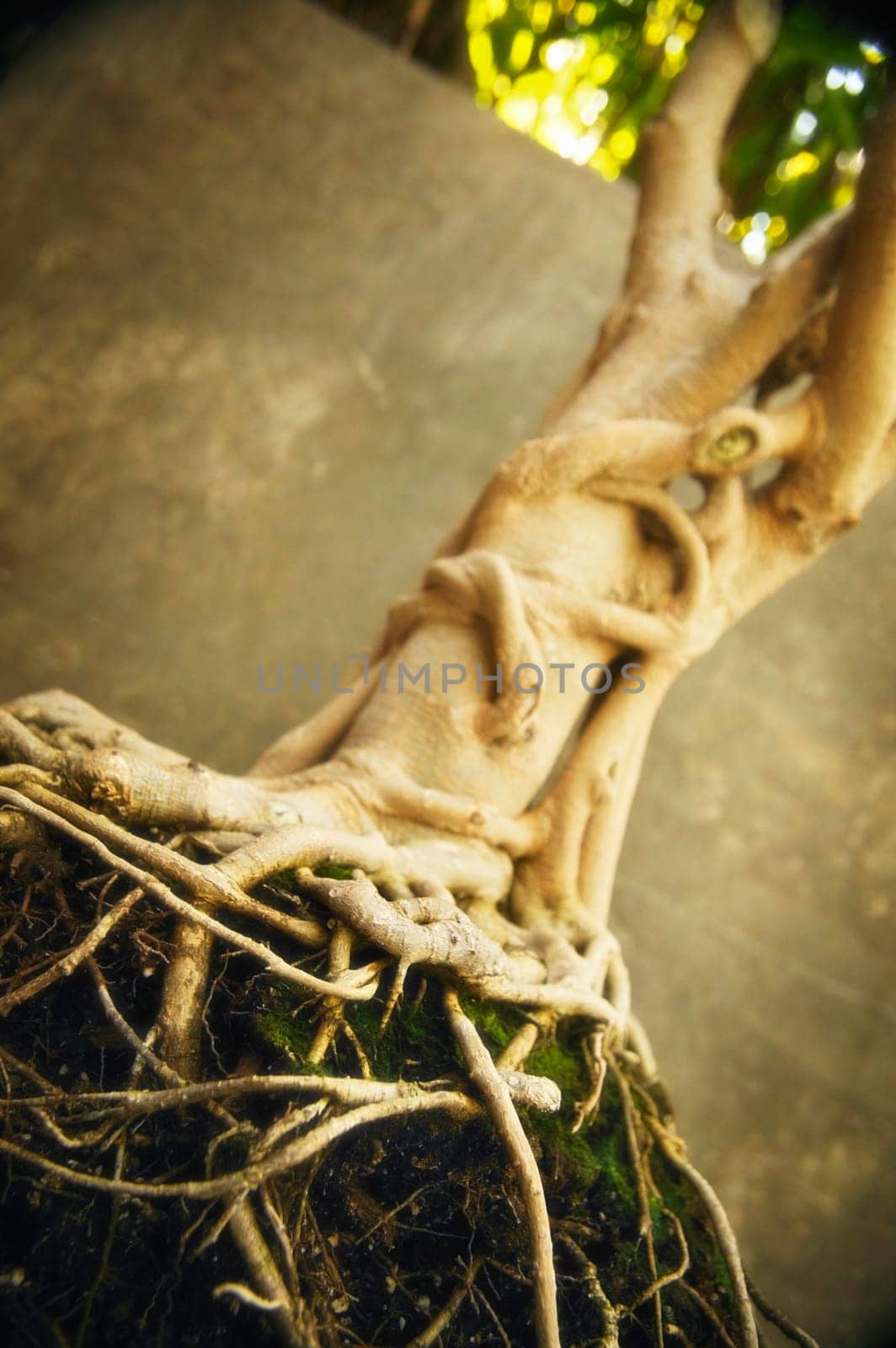 Twisted root