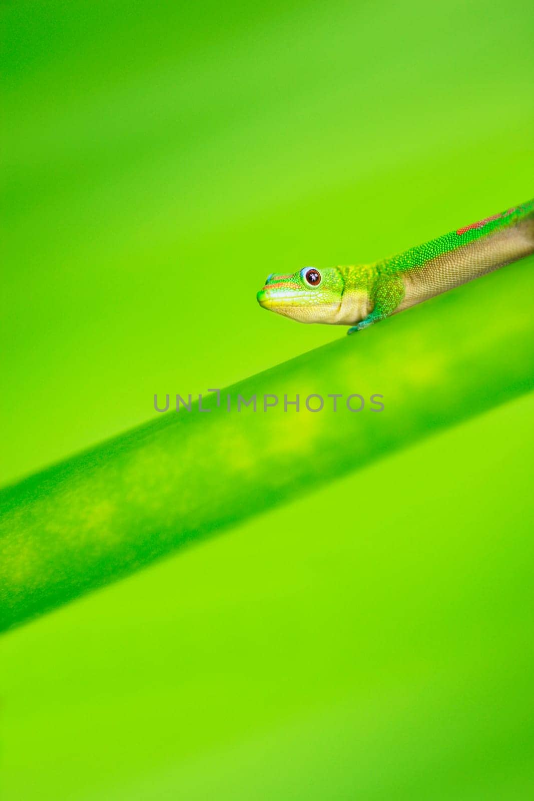 Green Gecko