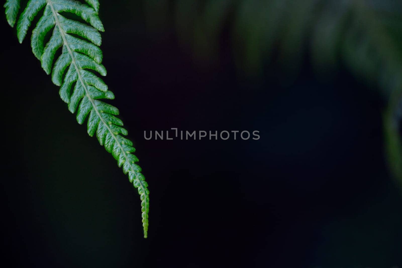 Tip of a fern frond