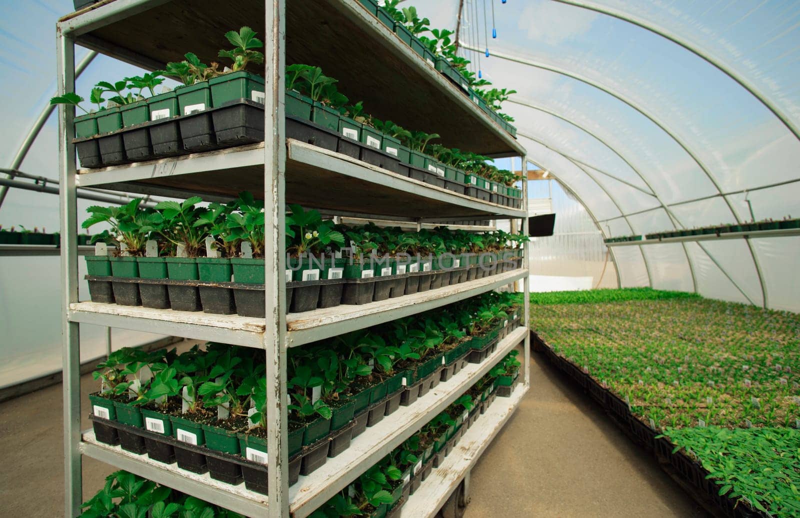 Commercial plant growing