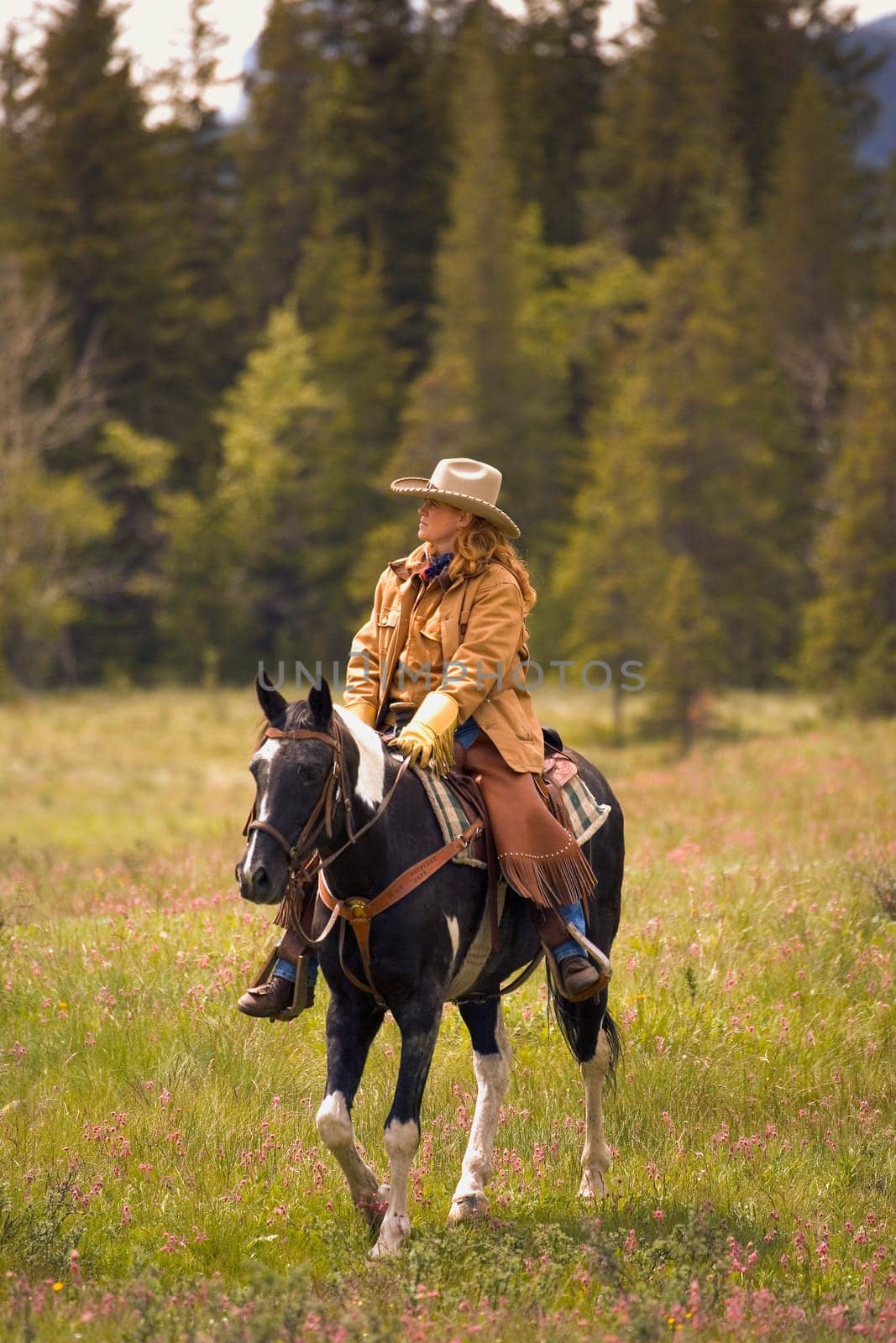Cowboy Southern Alberta California