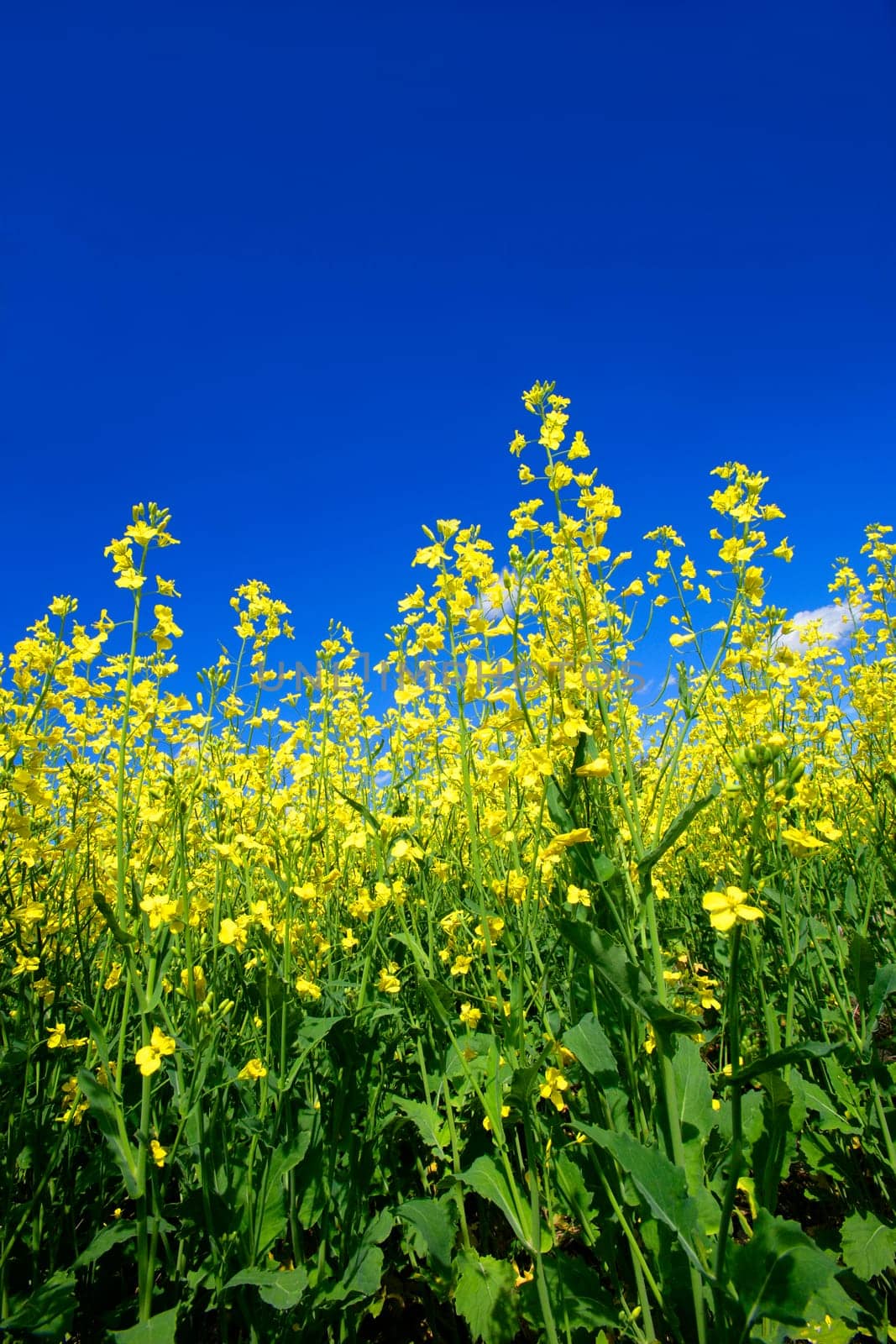 A close-up of canola plants