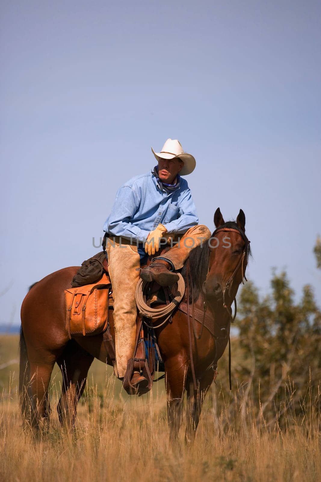Cowboy and horse