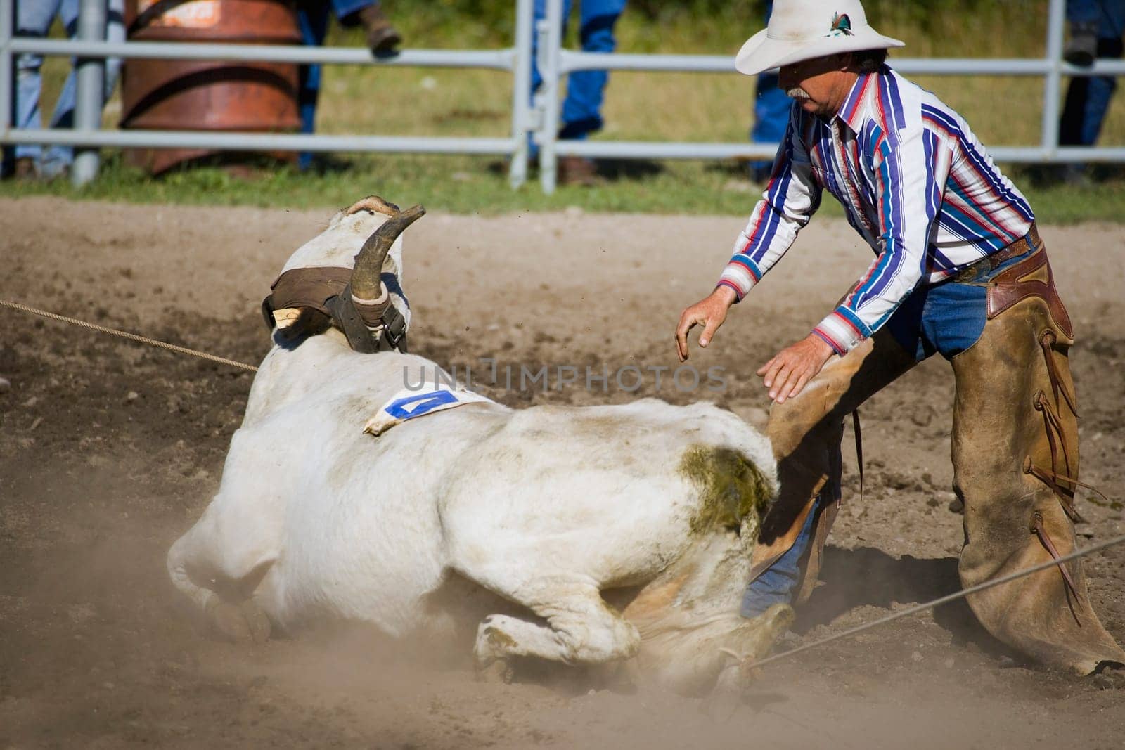 Cowboy roping Longhorn steer