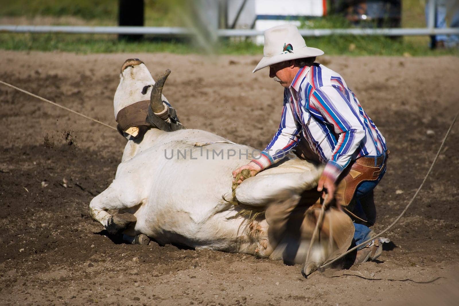 Cowboy Steer Wrestling