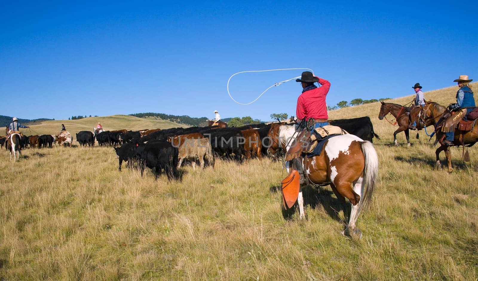 Cowboys herding cattle