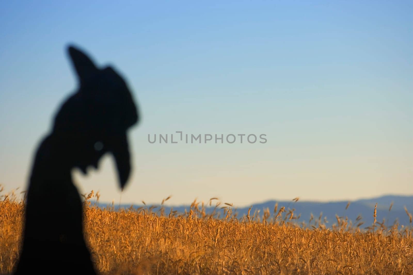 Silhouette of rancher and hay crop