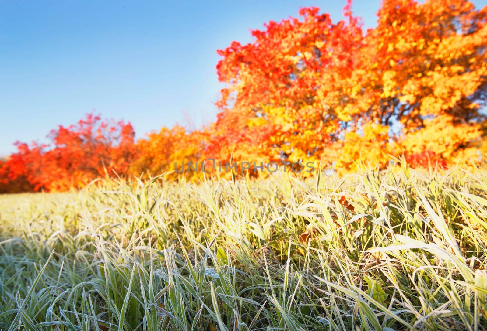 Frosty grass in the autumn