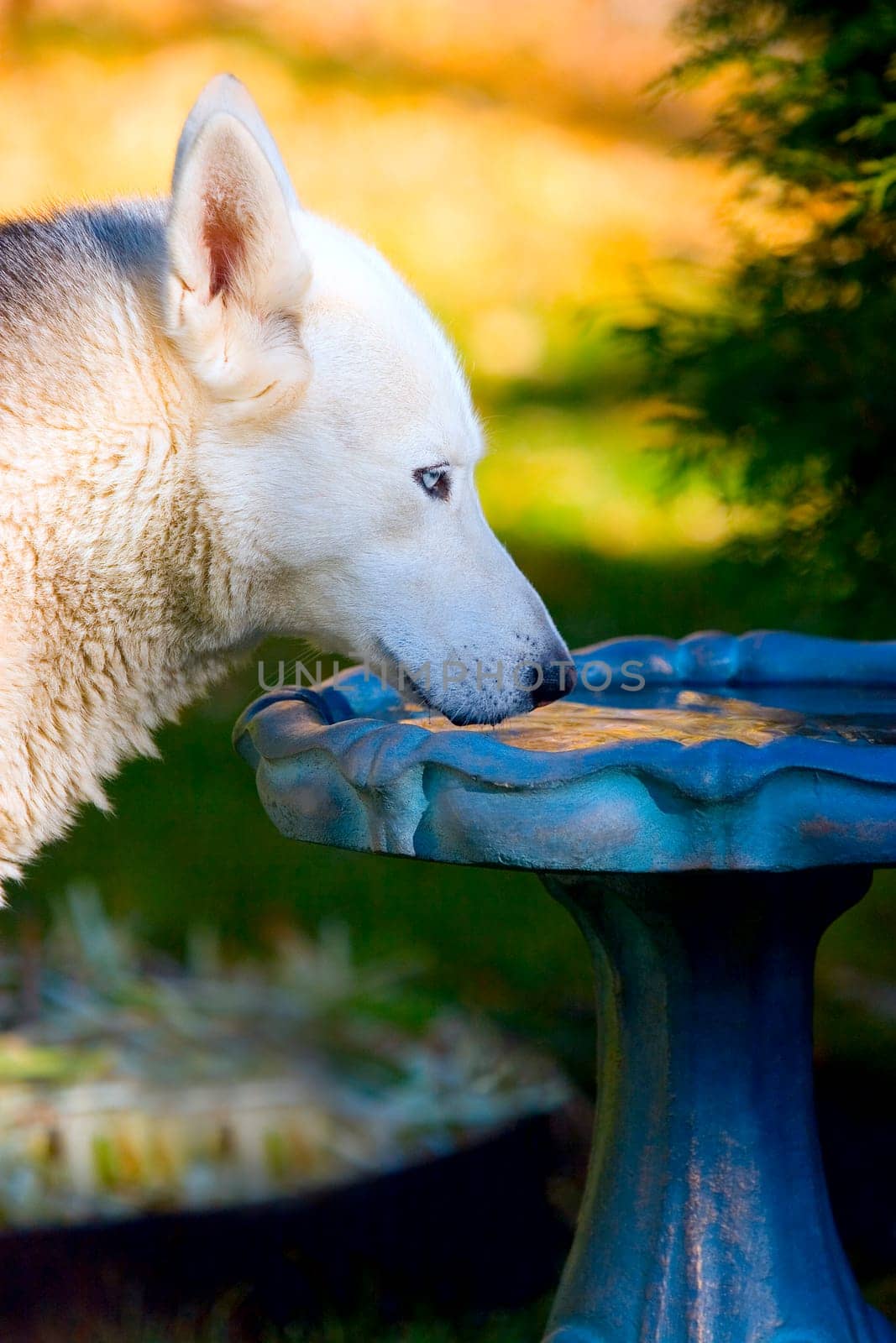 Dog drinks from bird bath