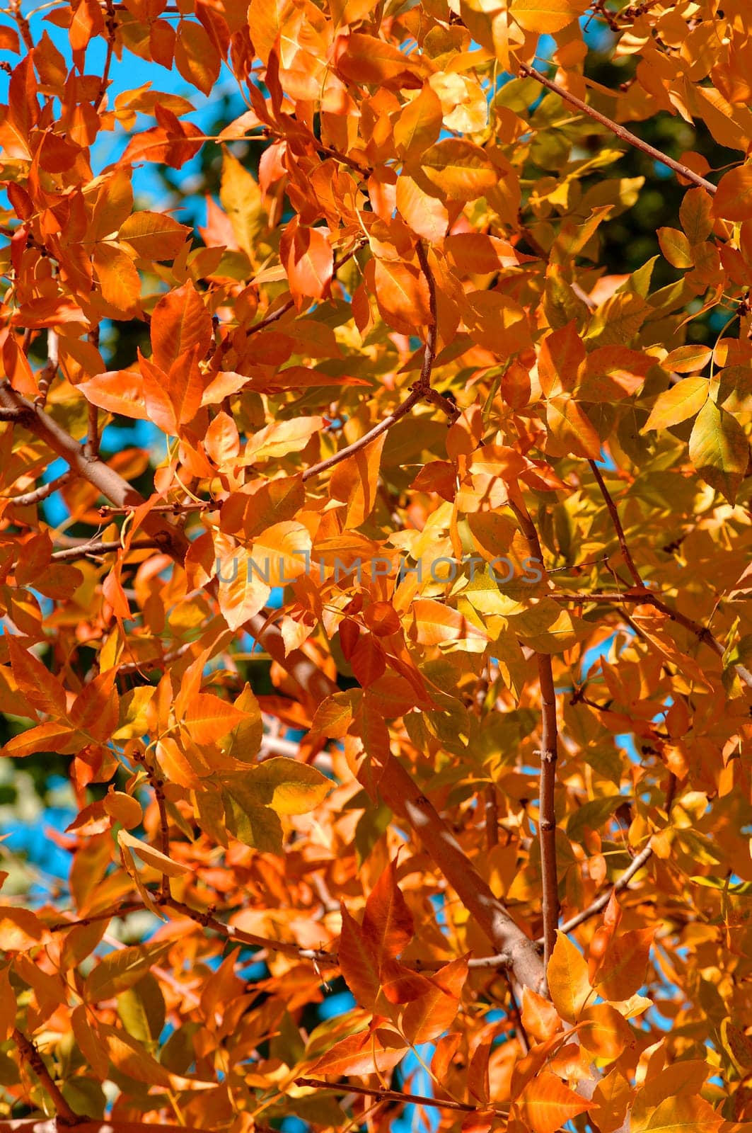 Autumn leaves on branches