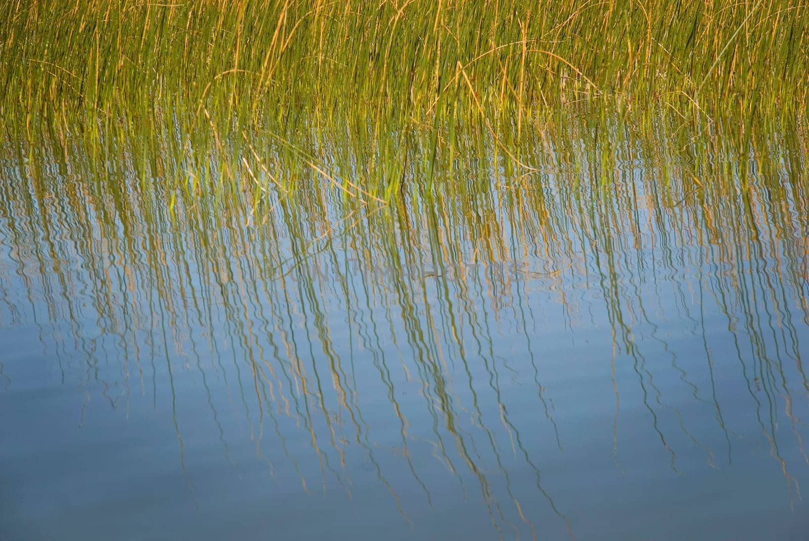 Tall grass growing in water