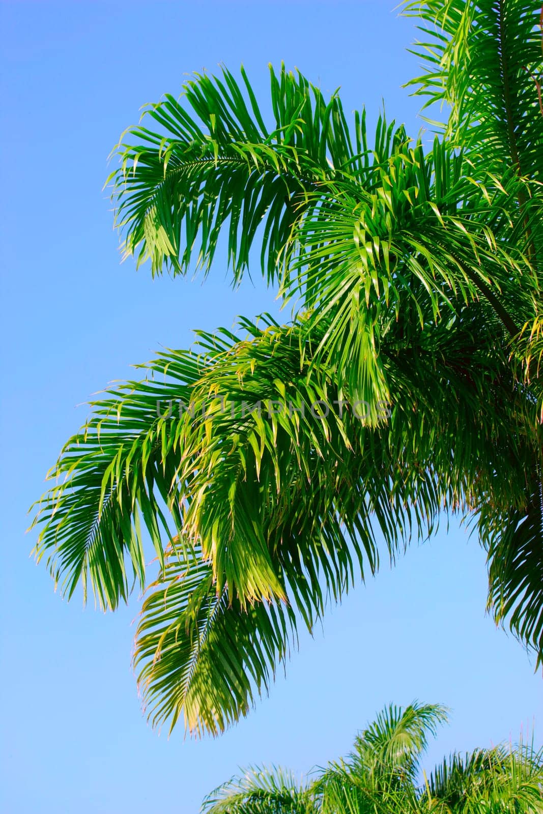 A lush tree