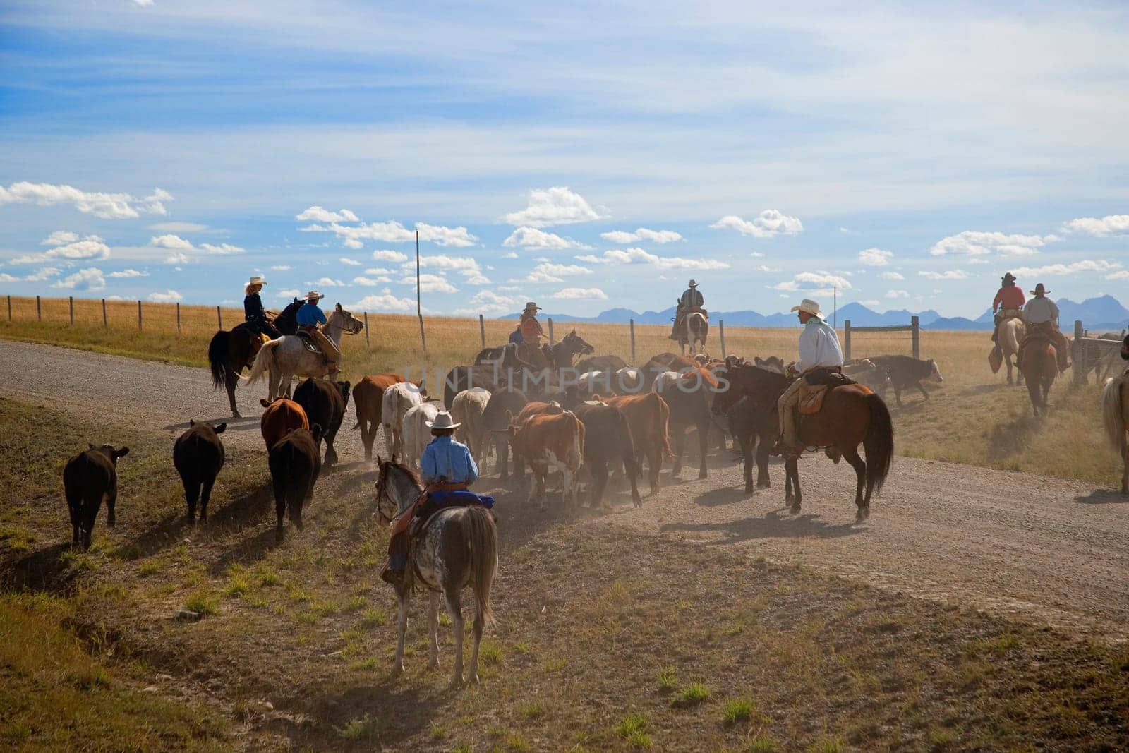 Rounding up the cattle