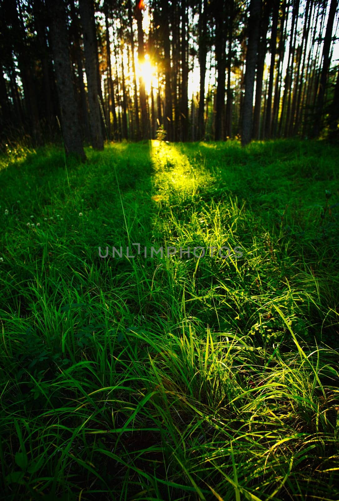 Sun shining through trees