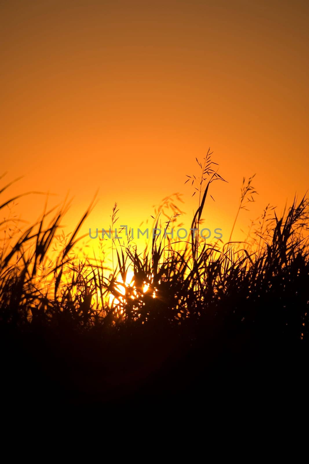 A grassy field at sunset