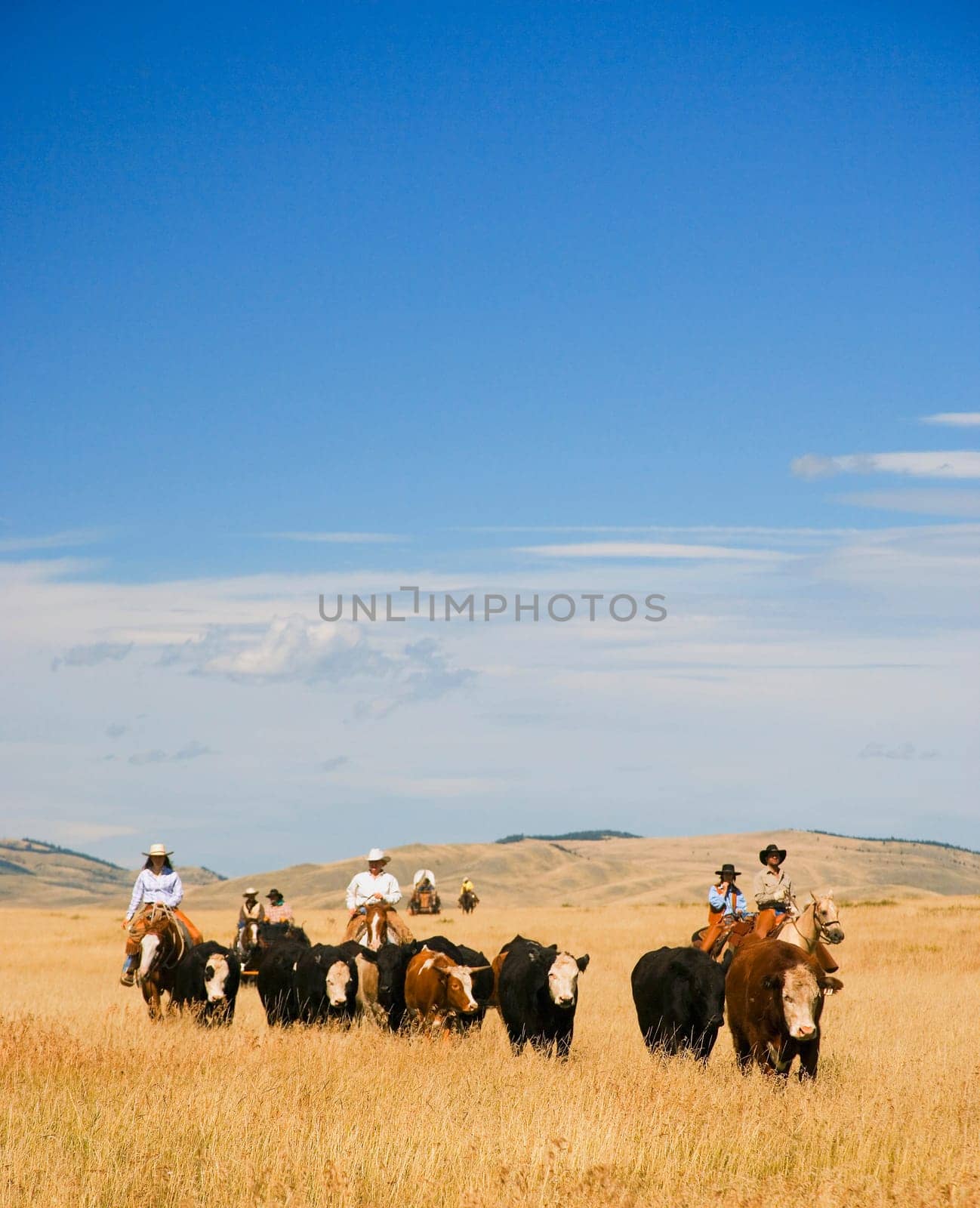 Cowboys on horseback