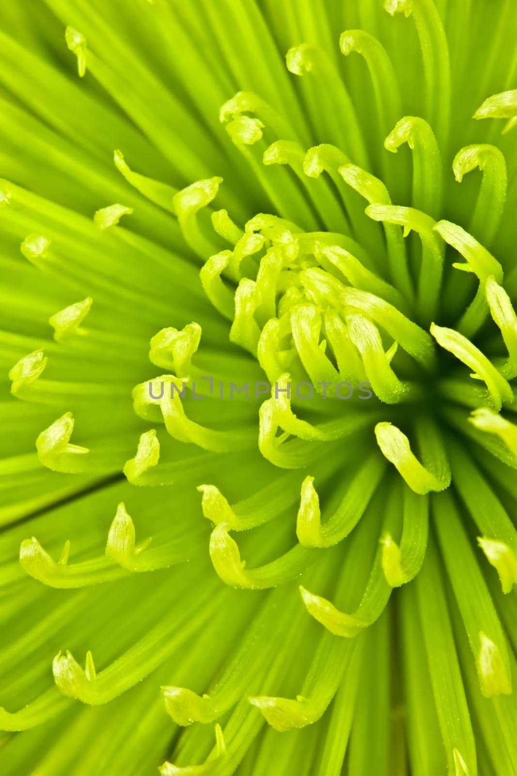 Chartreuse chrysanthemum
