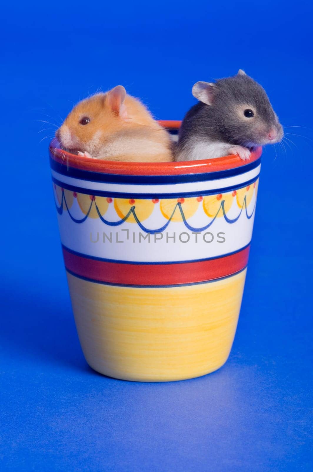 Pair of small critters
