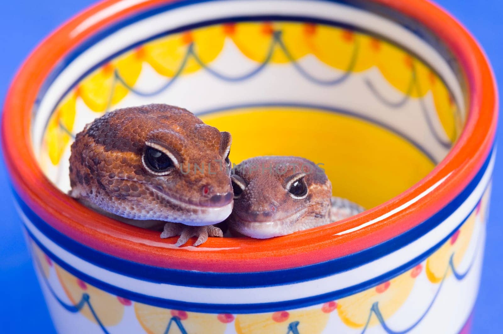 A pair of critters