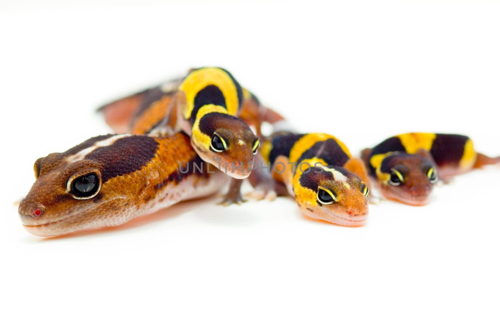 A group of lizards