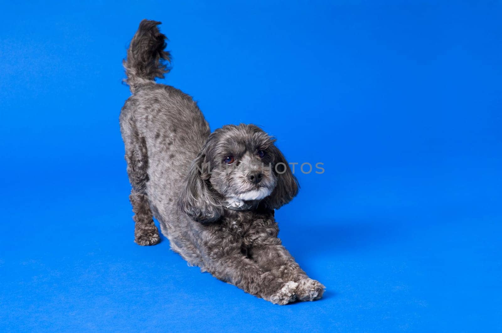 Terri-poo (Terrier/Poodle cross) Dog in downward dog position