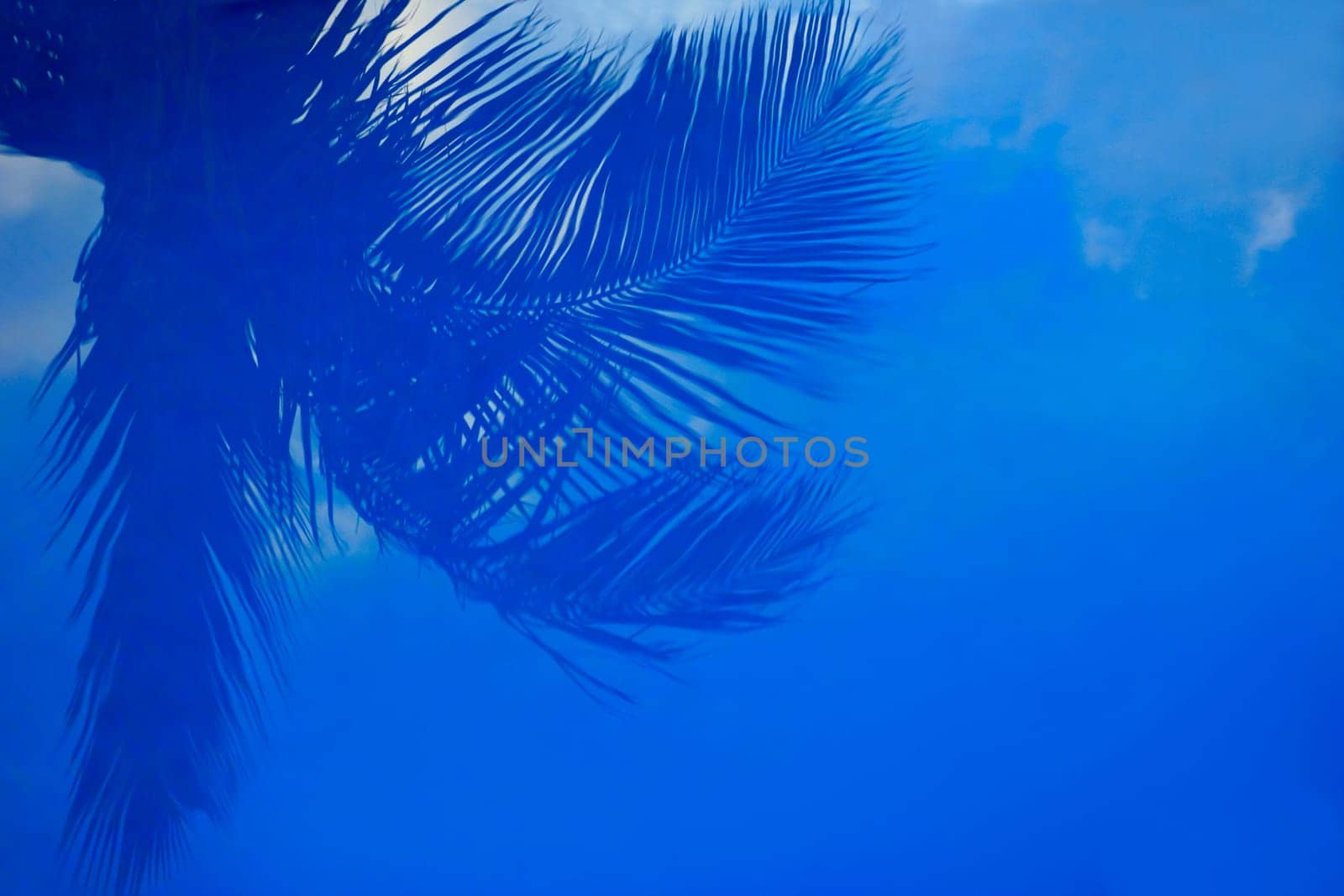 Palm branches