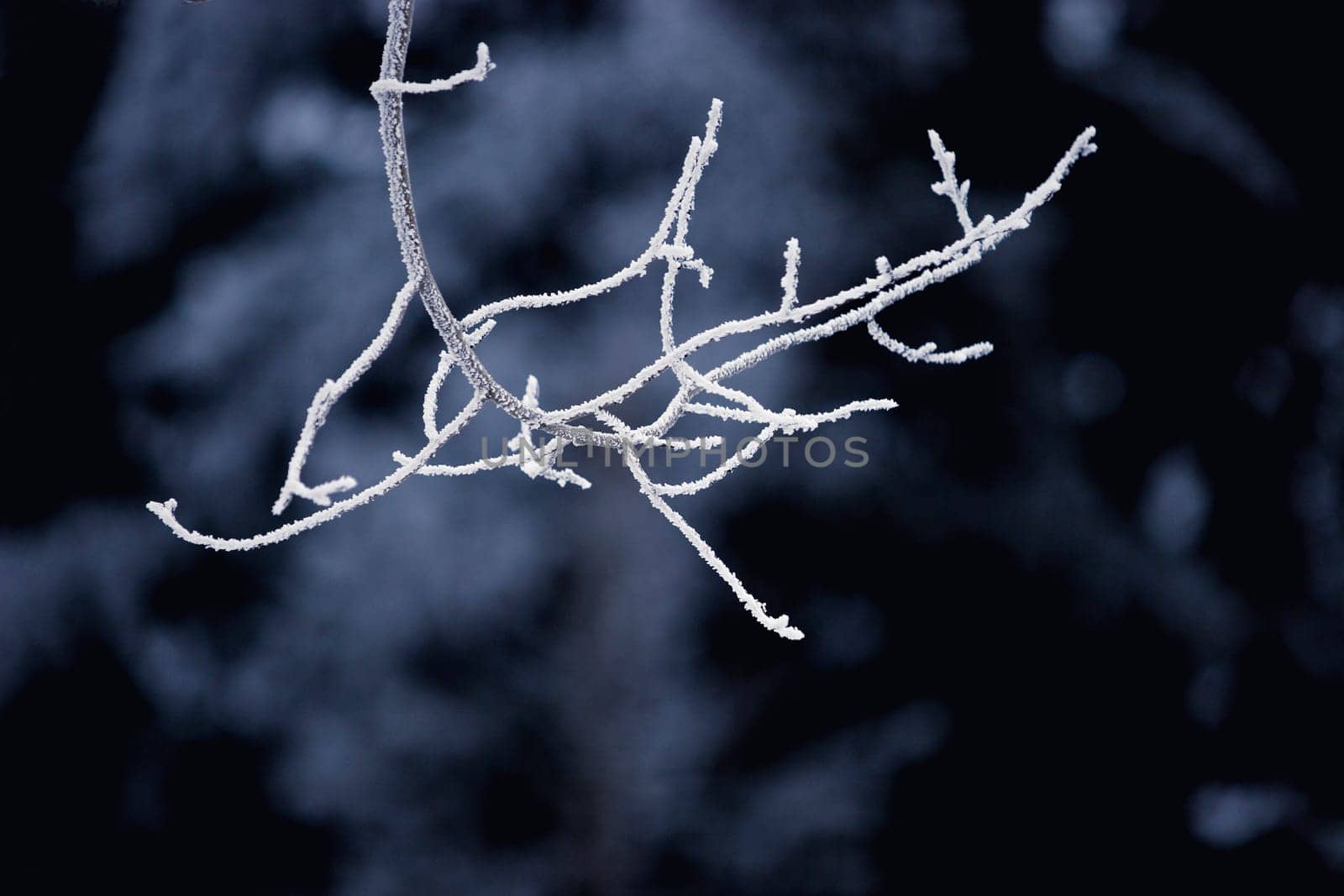 A frosty twig