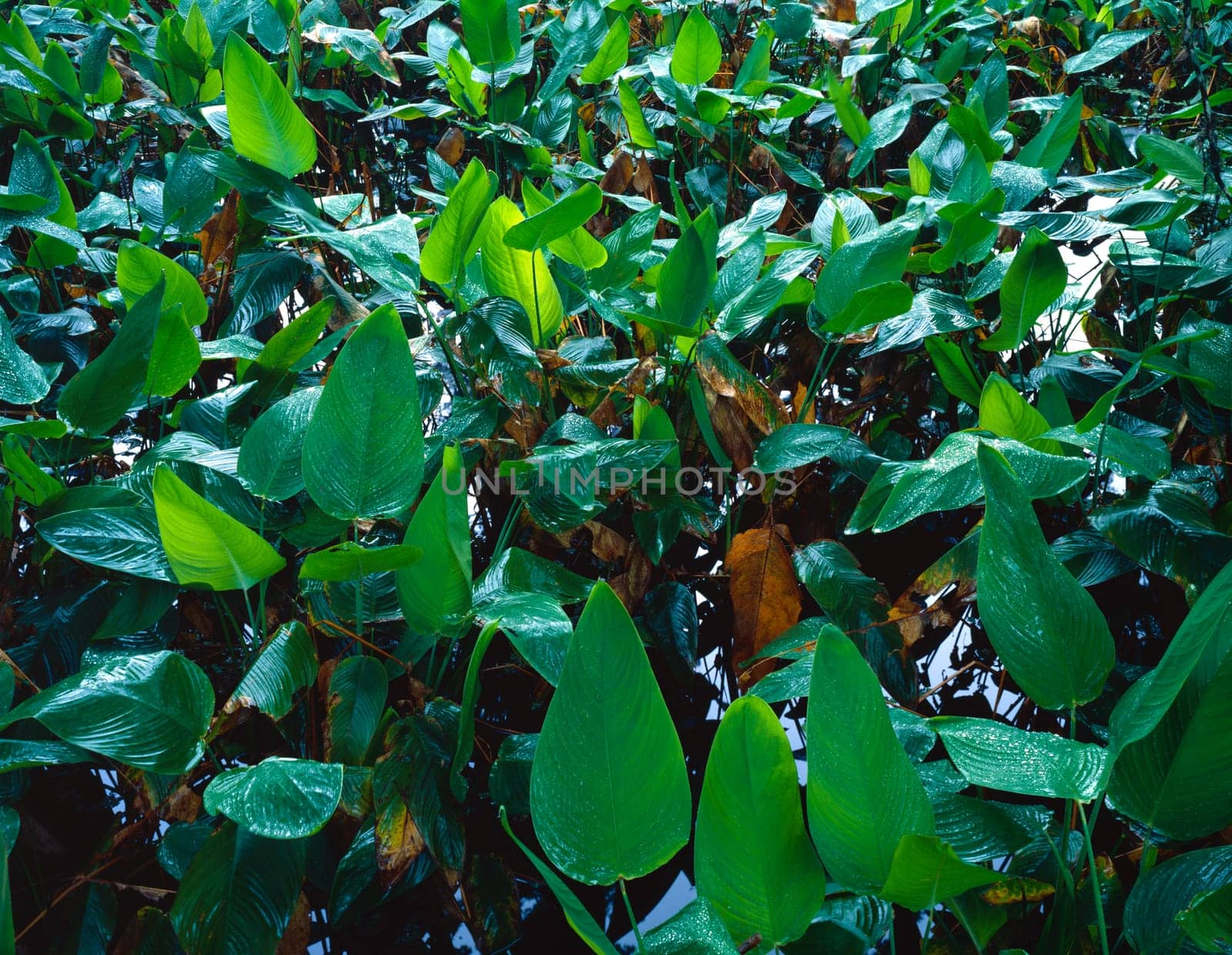 Closeup of foliage in rainforest
