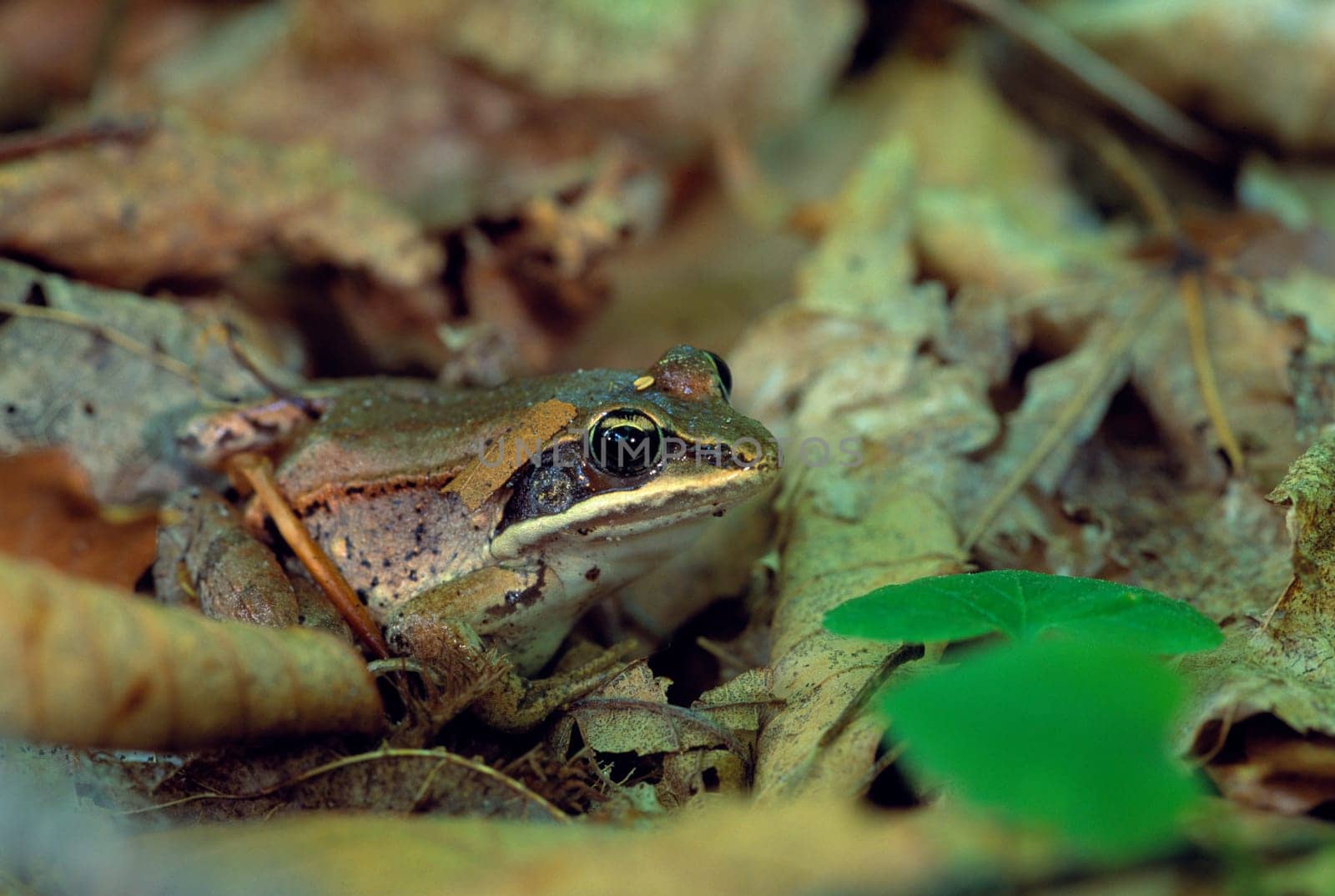 Close up of wood frog