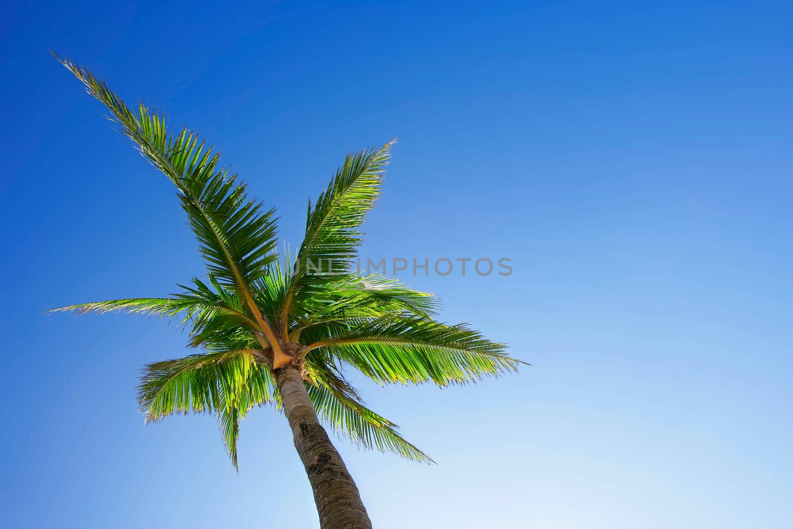 Palm tree