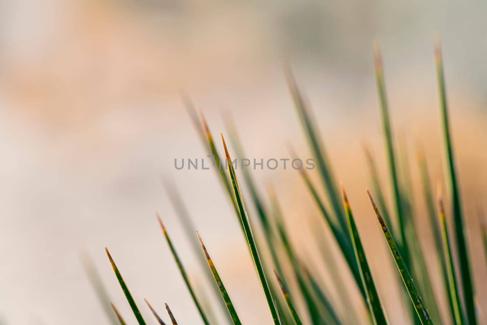 Soaptree yucca