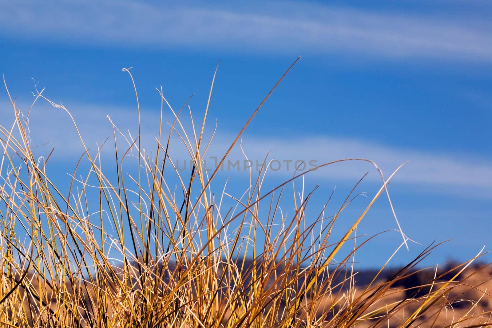 Bear grass