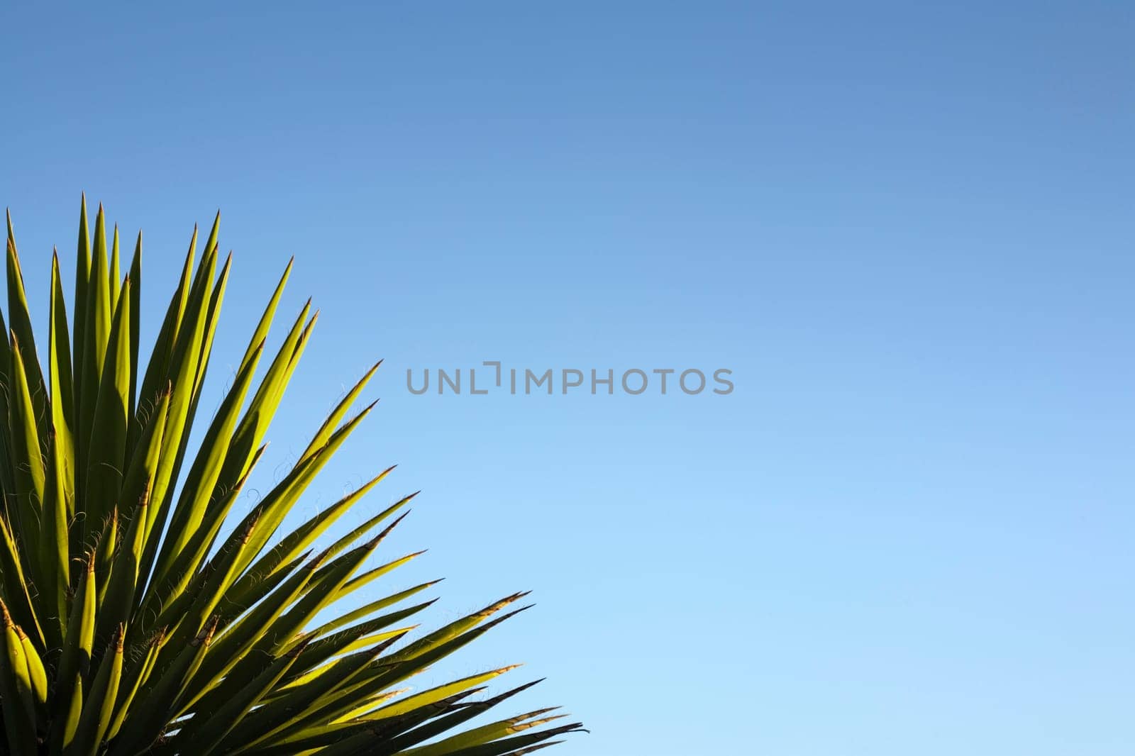 Yucca against blue sky