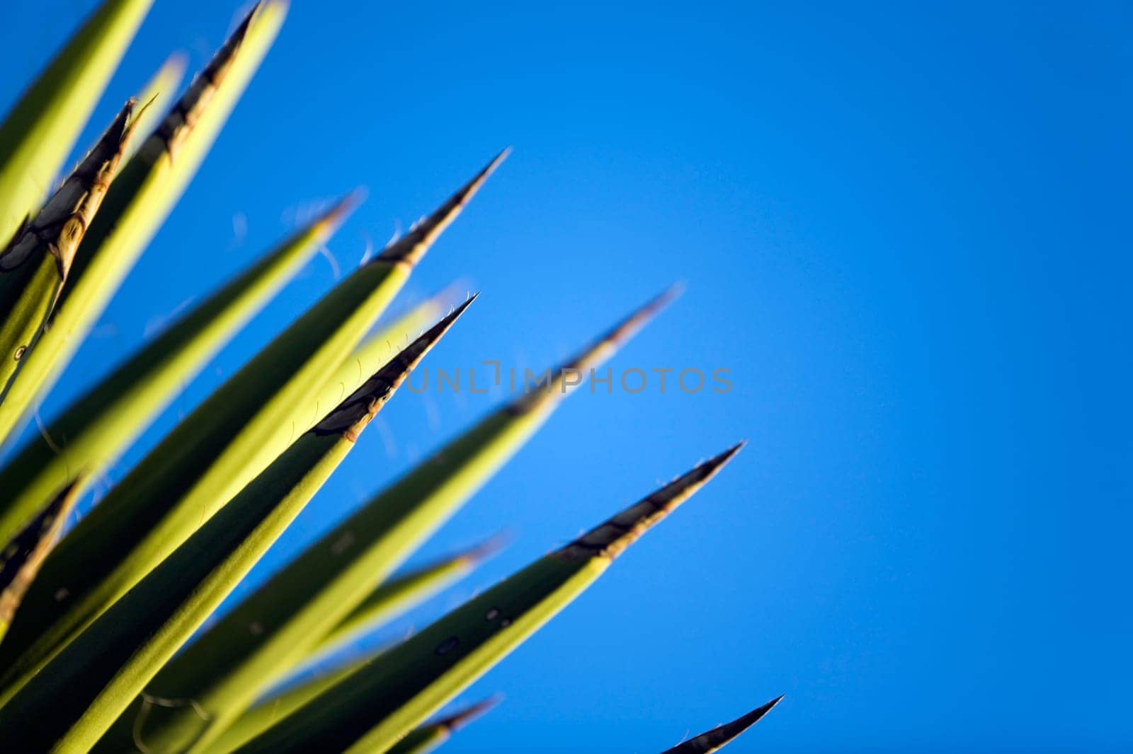 Yucca against blue sky