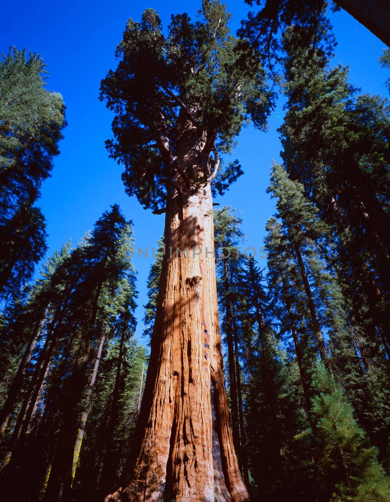 giant sequoia trees,sequoia national park
