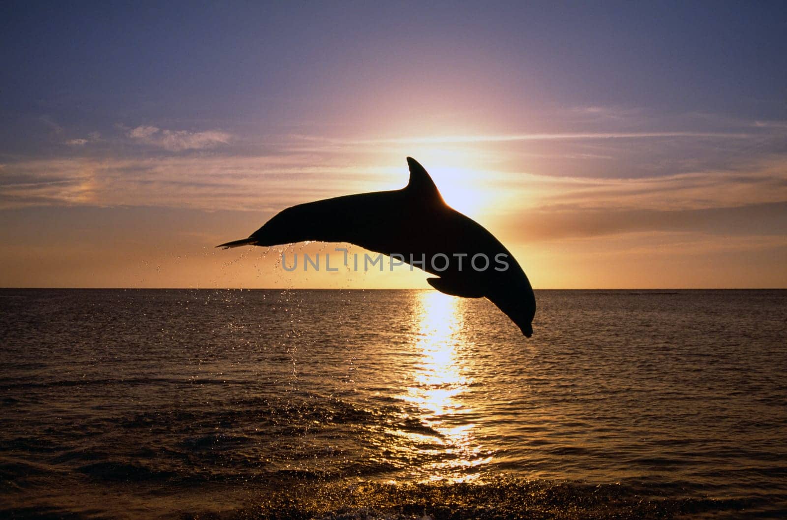 Silhouette of bottlenose dolphin leaping, sunset, Caribbean Sea