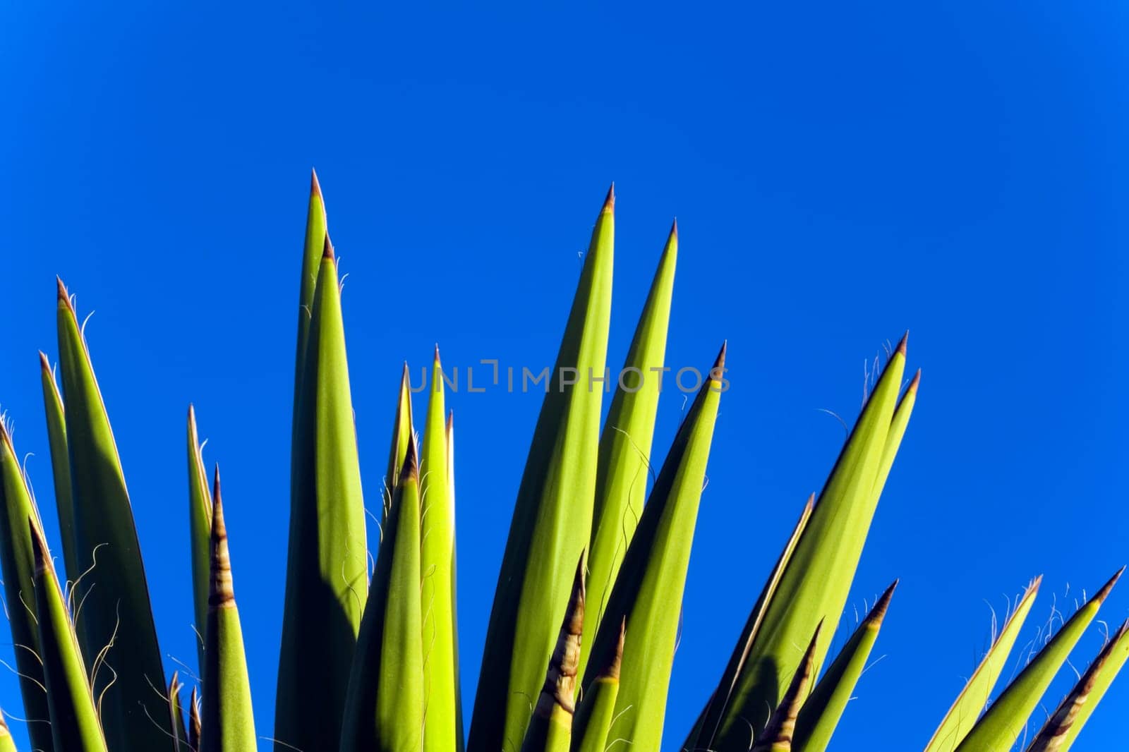 Yucca against blue sky