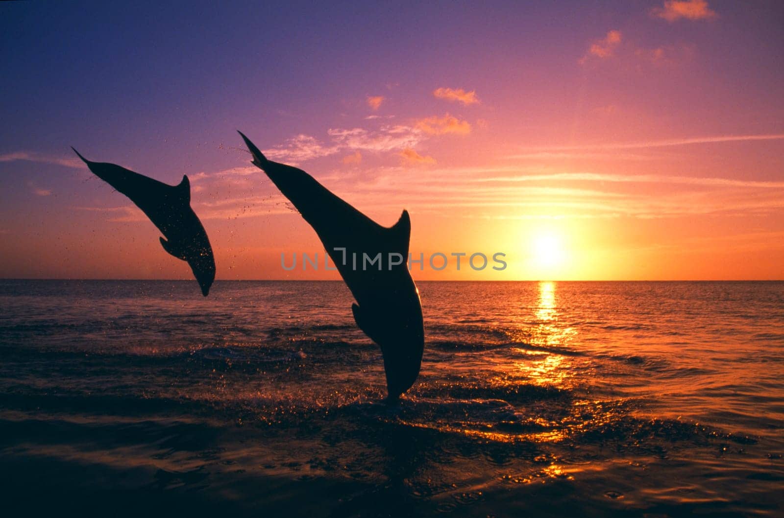 Silhouette of two bottlenose dolphins diving, sunset, Caribbean Sea
