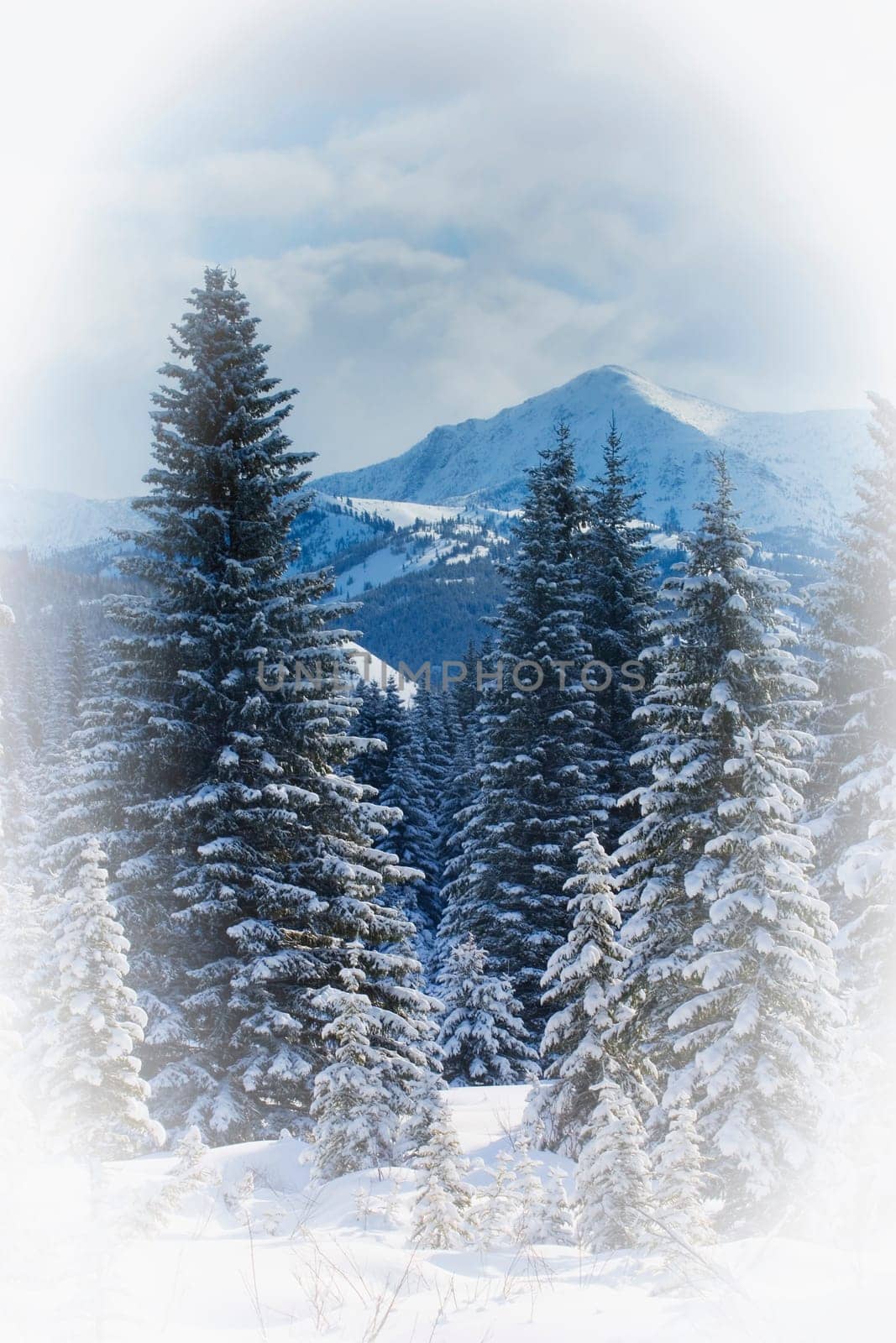Forest in the winter