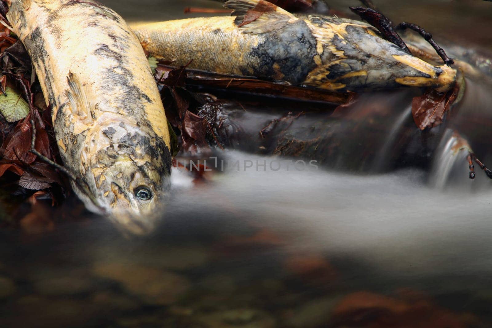 Dead Salmon beside a river after spawning