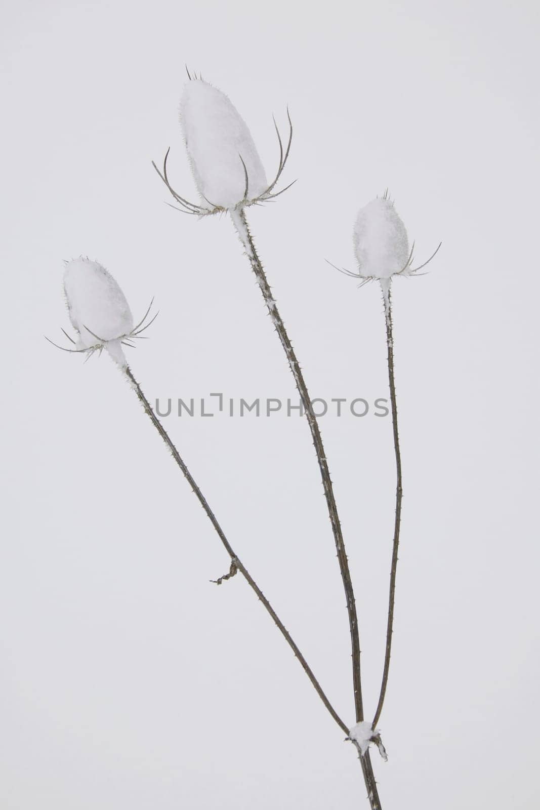 Snow covered thistles