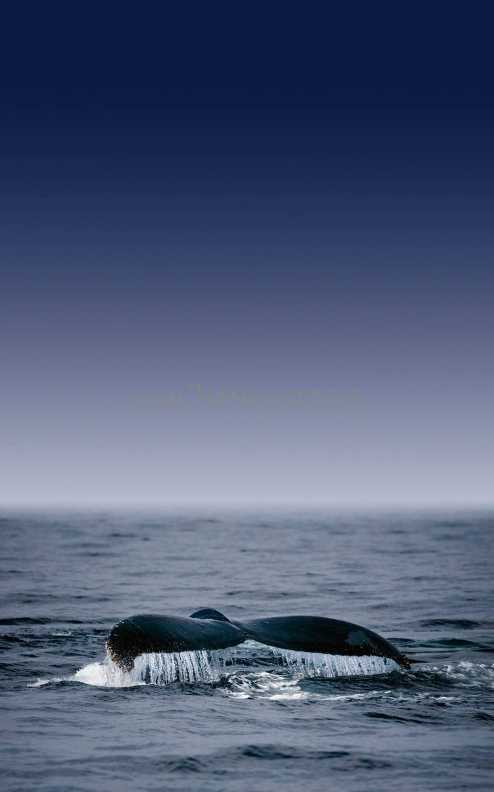 Whale's Fluke