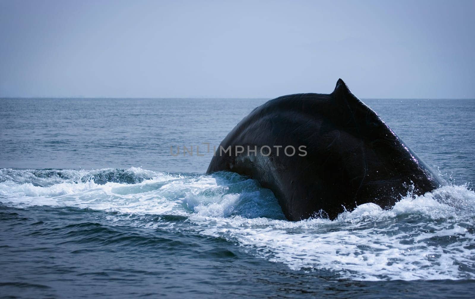 Breaching Humpback Whale